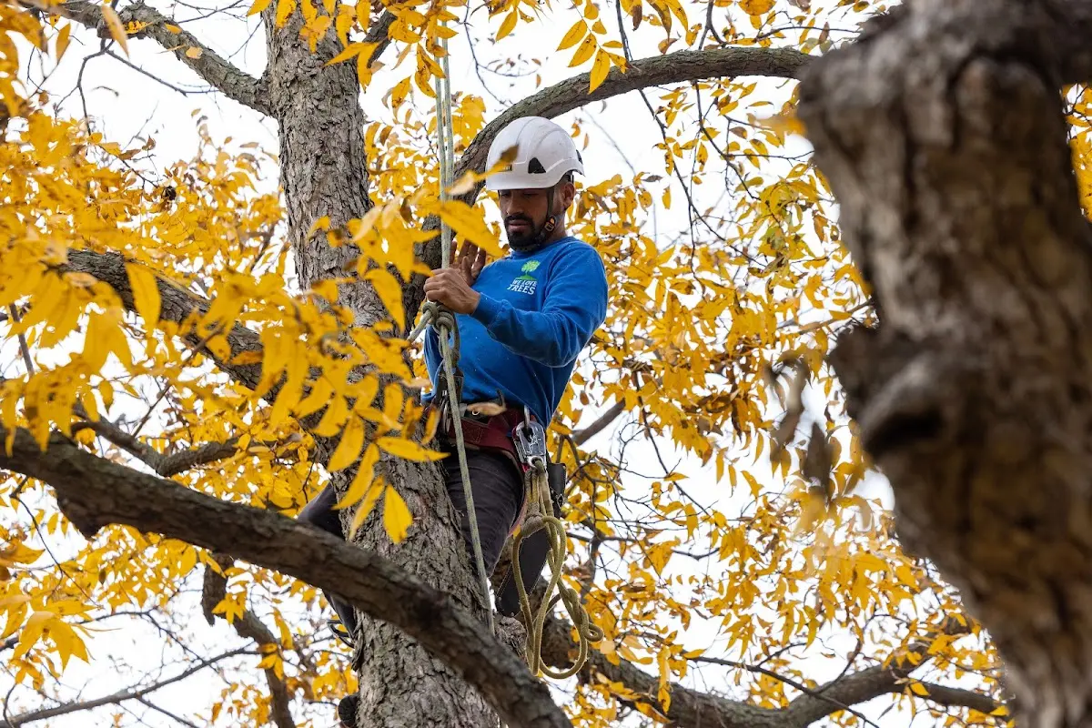 Skilled Tree Planting crew working in Newbury